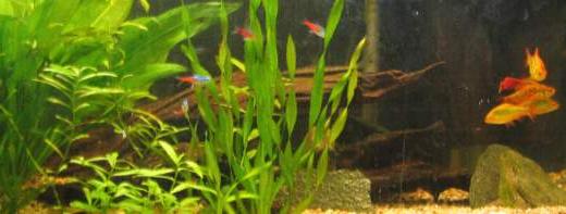 Akvarieväxter i 200-liters akvarium Akvarieväxter i 200-liters akvarium