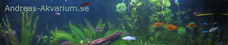 Hur Många Fiskar I 200 Liters Akvarium