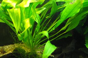 Amazonsvärdsplanta ( Echinodorus Osiris ) Amazonsvärdsplanta ( Echinodorus Osiris )