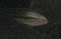 Grön / Brun Bågfensciklid ( Nannacara anomala / Nannacara taenia ) Grön / Brun Bågfensciklid ( Nannacara anomala / Nannacara taenia )