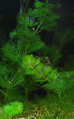 Kabomba ( Cabomba Caroliniana ) Kabomba ( Cabomba Caroliniana )