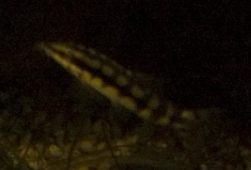 Dvärgbotia ( Yasuhikotakia sidthimunki ) Dvärgbotia ( Yasuhikotakia sidthimunki )