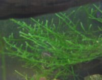 Javamossa ( Vesicularia Dubyana ) Javamossa ( Vesicularia Dubyana )