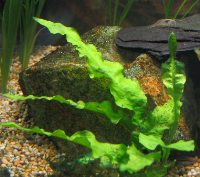 Javaormbunke ( Microsorum Pteropus ) Javaormbunke ( Microsorum Pteropus )