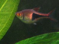 Kilfläcksrasbora ( Rasbora heteromorpha ) Kilfläcksrasbora ( Rasbora heteromorpha )