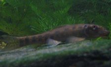 Kinesisk Algätare ( Gyrinocheilus aymonieri ) Kinesisk Algätare ( Gyrinocheilus aymonieri )