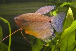 Mosaikgurami ( Trichogaster leeri ) Mosaikgurami ( Trichogaster leeri )
