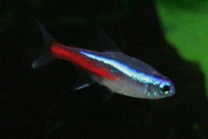 Neontetror ( Hyphessobrycon innesi ) Neontetra ( Hyphessobrycon innesi )