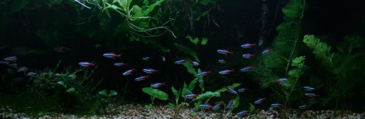 Neontetror i stim Neontetror i stim