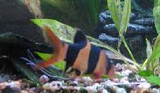Praktbotia ( Cromobotia macracanthus ) Praktbotia ( Cromobotia macracanthus )