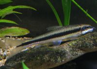Siamesisk algätare ( Crossocheilus oblongusi ) Siamesisk algätare ( Crossocheilus oblongusi )