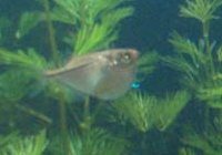 Silverbilfisk ( Gasteropelecus sternicla ) Silverbilfisk ( Gasteropelecus sternicla )