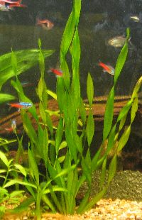 Skruvvallisneria ( Vallisneria Spiralis ) Skruvvallisneria ( Vallisneria Spiralis )